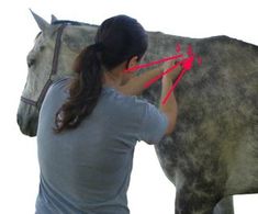 a woman standing next to a gray horse with red arrows pointing towards it's head