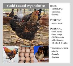 an image of chickens and eggs with caption about their names in the pictures below