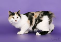 a black, white and brown cat on a purple background