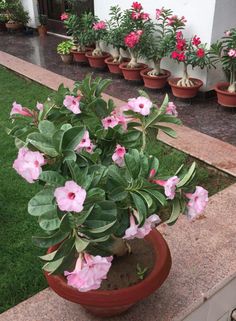 some pink flowers are growing in a pot