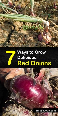 red onions growing in the ground with text that reads 7 ways to grow delicious red onions