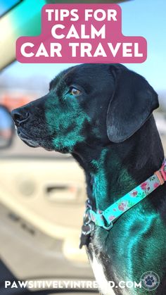 a black dog sitting in the back seat of a car with text overlay that reads tips for calm car travel