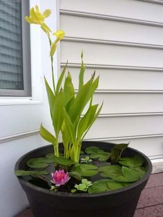 there is a potted plant with water lilies in it