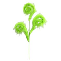 two green flowers with long stems on a white background