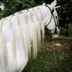 a white horse with braids on it's mane