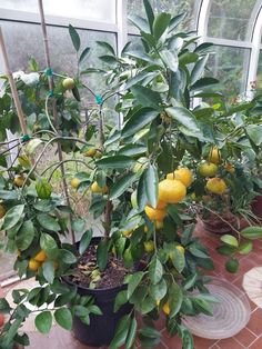 several lemon trees in a greenhouse with lots of fruit growing on the branches and leaves