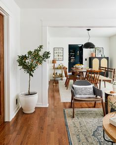 a living room filled with furniture and a potted plant on top of a table