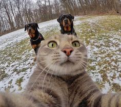 Cat taking selfie with dogs | Photography Dogs, On Instagram, Instagram