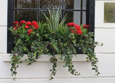 red flowers are growing in the window sill