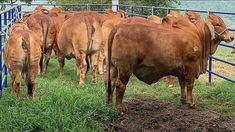 a herd of brown cows standing next to each other on top of a lush green field