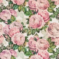 pink roses and green leaves on a white wallpaper with lots of green leaves in the background