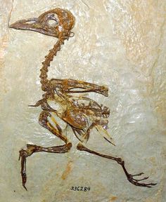 an image of a bird skeleton on the wall