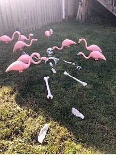 skeleton and flamingos in the yard with fake bones on the grass, including one skull