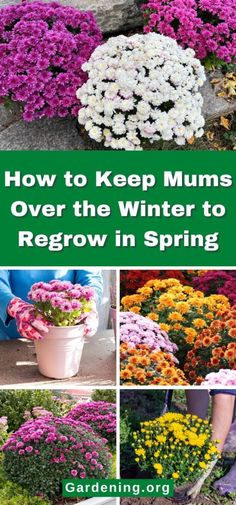 how to keep mums over the winter to regrow in spring