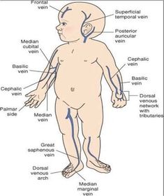 an image of the human body with labels on it, including the main parts of the body