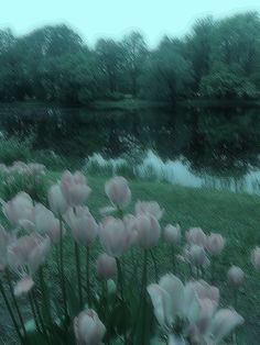 pink tulips are blooming in front of a pond with trees and grass