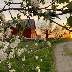 the sun is setting over a farm with flowering trees and a barn in the background