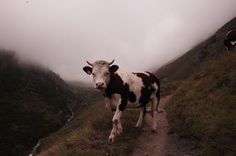 a cow standing on top of a lush green hillside