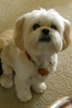 a small white dog sitting on top of a carpet