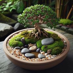 a bonsai tree in a pot filled with rocks