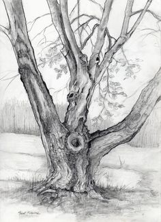 a pencil drawing of a tree with no leaves