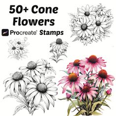 some flowers are shown in black and white with the words, 50 + cone flowers procre