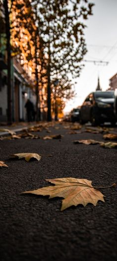 the leaves are laying on the ground in the street