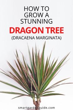 a potted plant with the title how to grow a stuinning dragon tree