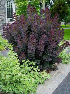 purple flowers are growing in front of a stone building