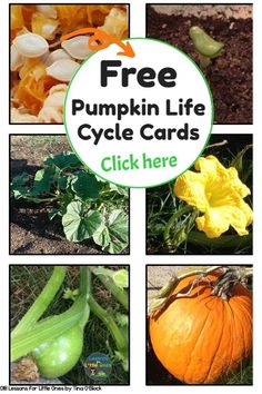 pumpkin life cycle cards for kids to help them learn how to plant and grow their own pumpkins