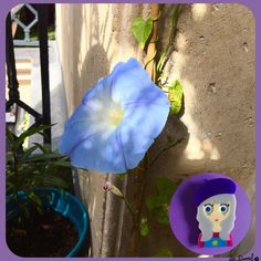 🌸Monday! Back to Paris, discovering with joy my first morning glory😊🌸💙💜🌿 ALANA brooch is on www.isaduval.com and Etsy🌸 #isaduval #isaduval_paris #broochdesigner #acrylicbrooches #handmadebrooch #madeinfrance #broche #brooch #broochaddict #vintageinspired #broochoftheday #morningglory #iloveflowers #timetowork #monday 🌸🌿 Watering Globe, Morning Glory