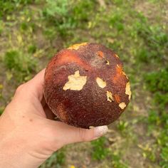 a person holding up a rotten fruit in their hand