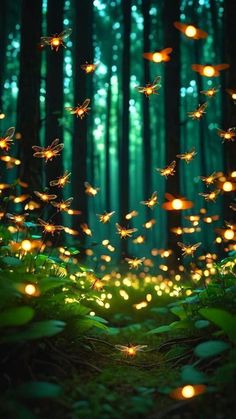 fairy lights are glowing in the forest