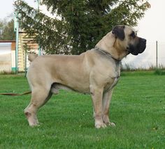 a large brown dog standing on top of a lush green field