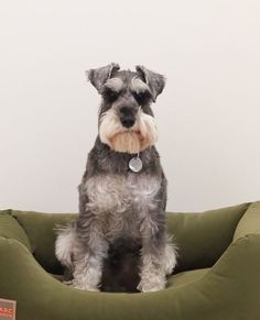 The face you make when you’ve got weekend-long snooze plans and zero intentions of being disturbed. Ps. Our Forest Green dog bed is almost sold out - act fast if you want one for yourself… Green Dog Bed, Dog Bed, Forest Green, Are You The One, The Face, Forest, Bed