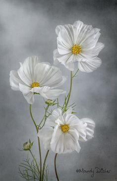 three white flowers in a vase on a gray background