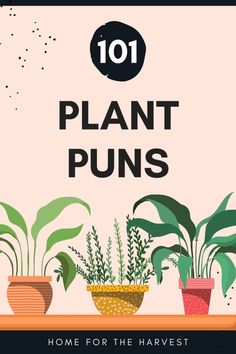 some houseplants are sitting on a table with the words, 101 plant puns