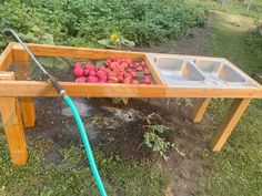 some strawberries are being washed and put in a trough on the ground by a garden hose