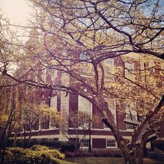 the building is surrounded by trees with yellow leaves on it's branches and in front, there are no leaves