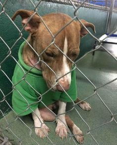 a brown and white dog wearing a green shirt behind a chain link fence