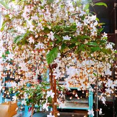 a tree with lots of white flowers hanging from it's branches