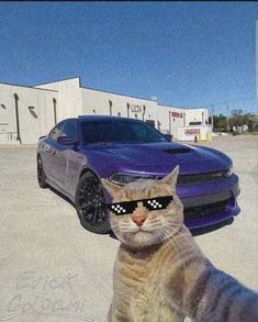 a cat wearing sunglasses standing in front of a purple car