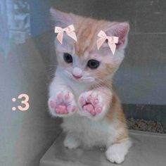 an orange and white kitten sitting on top of a shelf with its paws up in the air