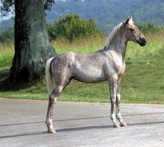 a gray horse standing on the side of a road next to a tree and grass covered field