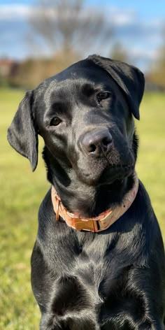 a black dog is sitting in the grass