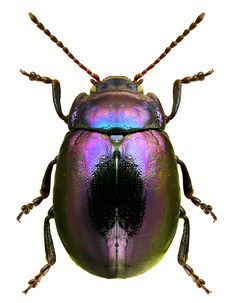 a purple and black beetle with long antennae