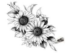 sunflowers with leaves are shown in this black and white drawing by artist mark taylor