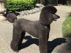 a black poodle standing on top of a sidewalk