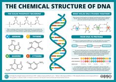 the chemical structure of dna poster with information about its properties and their uses illustration