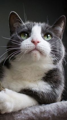 a black and white cat laying on top of a bed